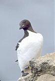 Thick-billed Murre