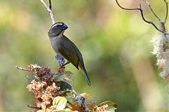 Thick-billed Saltator