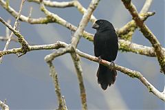 Thick-billed Seed-Finch