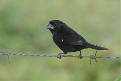 Thick-billed Seed-Finch