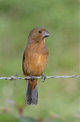 Thick-billed Seed-Finch