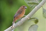 Thick-billed Seed-Finch