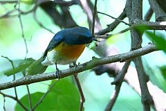 Tickell's Blue Flycatcher