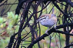 Timberline Wren