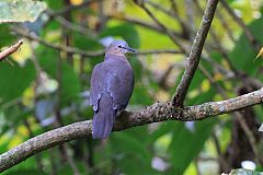 Tolima Dove