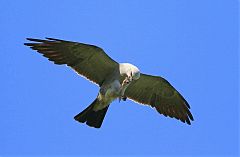 Mississippi Kite