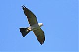 Mississippi Kite