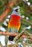 Toucan Barbet