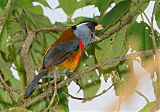 Toucan Barbet