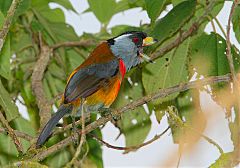 Toucan Barbet