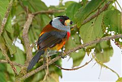 Toucan Barbet