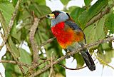 Toucan Barbet