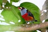 Toucan Barbet