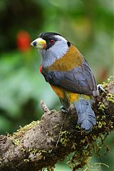 Toucan Barbet