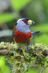 Toucan Barbet