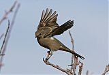 Townsend's Solitaire