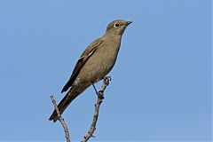 Townsend's Solitaire