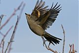 Townsend's Solitaire