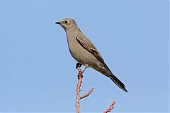 Townsend's Solitaire