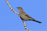 Townsend's Solitaire