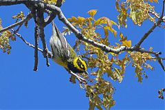 Townsend's Warbler