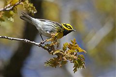 Townsend's Warbler