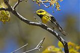 Townsend's Warbler