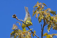 Townsend's Warbler