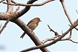 Tree Pipitborder=