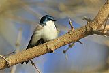 Tree Swallow