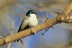 Tree Swallow