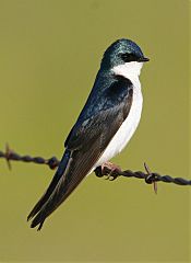 Tree Swallow