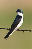 Tree Swallow