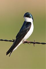 Tree Swallow