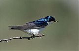 Tree Swallow