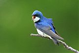 Tree Swallow