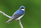 Tree Swallow