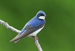 Tree Swallow