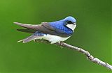 Tree Swallow