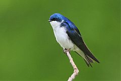 Tree Swallow