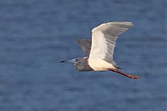 Tricolored Heron