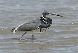 Tricolored Heron