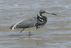 Tricolored Heron