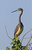 Tricolored Heron