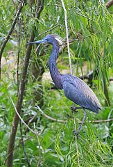 Tricolored Heron