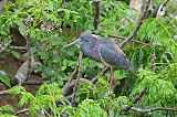 Tricolored Heron