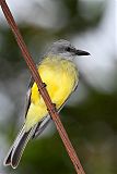 Tropical Kingbird