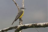 Tropical Kingbirdborder=