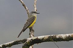 Tropical Kingbird