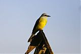 Tropical Kingbirdborder=